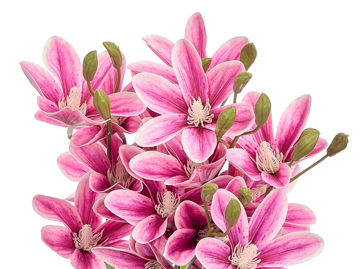 Ibergarden Vara 5 Branches 20 Fleurs Lila 55 cm Plastique (Set de 12)