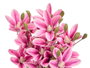 Ibergarden Vara 5 Branches 20 Fleurs Lila 55 cm Plastique (Set de 12)