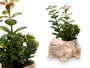 Ibergarden Maceta Rana Surtido 11x14x10 cm Plastique Vert (Set de 12)