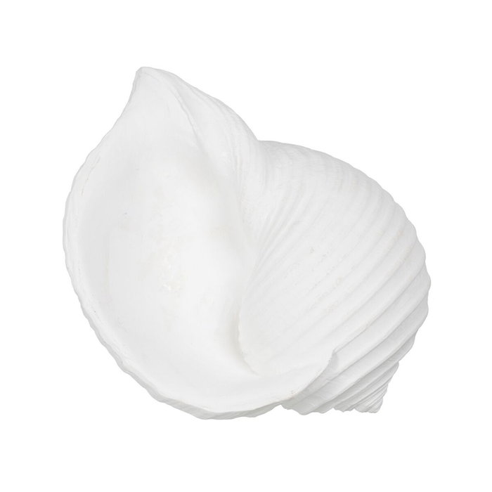 BigBuy Home Figurine Décorative Blanc Conque 15 x 11 x 9 cm BigBuy Home Figurine Décorative Blanc Conque 15 x 11 x 9 cm