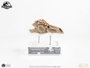 Elite Creature Collectibles Jurassic Park 3 Réplique Prop 1/1 Velociraptor Resonance Chamber