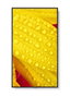 Sharp M651-2 écran professionnel 65" M-Series UHD 500cd/m2 rétroéclairage D-LED 24/7 SDM Slot CM-Slot