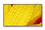 Sharp M651-2 écran professionnel 65" M-Series UHD 500cd/m2 rétroéclairage D-LED 24/7 SDM Slot CM-Slot