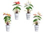 Ibergarden Plante Lys en Pot Métal Assortis 15x34x12 cm (Set de 12)