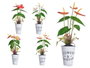 Ibergarden Plante Lys en Pot Métal Assortis 15x34x12 cm (Set de 12)