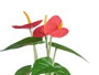 Ibergarden Plante Lys en Pot Métal Assortis 15x34x12 cm (Set de 12)