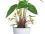 Ibergarden Plante Lys en Pot Métal Assortis 15x34x12 cm (Set de 12)