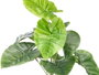 Ibergarden Pot Plante Feuilles Larges 38 cm Vert Noir Plastique (Set de 6)
