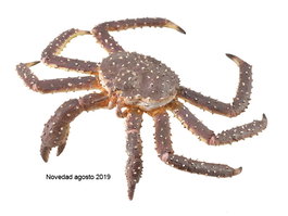 Collecta Figurine Cangrejo Real Crabe Roi - Taille XL - Réplique Peinte à la Main - Pour 3 ans et Plus - Réf. 88851