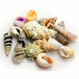 Coquillages Akvastabil Sea