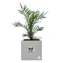 Elho Bac à Fleurs Vivo Next Square 30 Gris, Ø 30 x H 29 cm avec Réservoir d'Eau, 100% Plastique Recyclé pour Intérieur et Extérieur