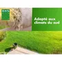 BHS - Semence de Gazon Rustique Sud - 10kg - Gazon résistant à la sécheresse à base de fétuque élevée et Ray-Grass - Implantation rapide et homogène