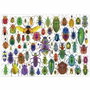 Educa Puzzle Escarabajos 500 pièces