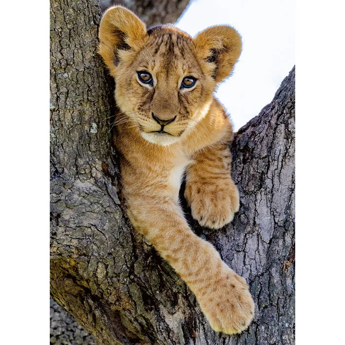 Nathan - Puzzle 1000 pièces Lionceau du désert, Collection Vie Sauvage - À partir de 14 ans, Encastrement Parfait - Réf. 12001884