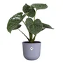 Elho Pot de fleurs Jazz Rond - Violet - Ø 29.5 x 27 cm - 100% recyclé - Intérieur - Insert auto-arrosant compatible