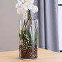 Day Vase Cylindre Transparent 15x30 cm