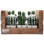 Day Plante artificielle cactus, lot de 6 unités