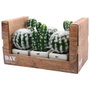 Day Plante artificielle cactus, lot de 6 unités