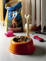 Alessi LUPITA AMMI02 - Gamelle pour chien en acier inoxydable 18/10 et résine thermo-plastique, couleur orange