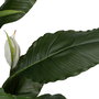 Plante décorative Bambou Polyéthylène Fer Ciment 45 x 45 x 130 cm