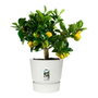 Elho Greenville Pot de fleurs Rond Blanc - Ø 47 cm