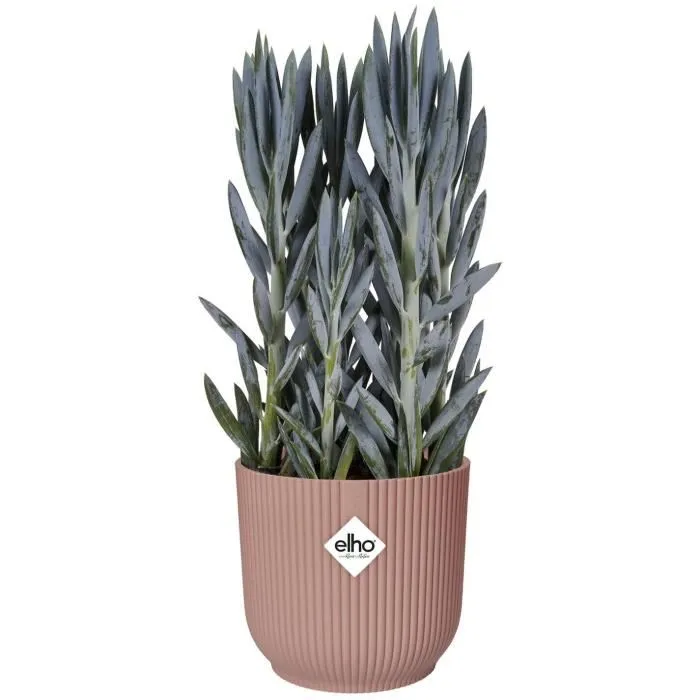 Elho Pot de Fleurs Rond VIBES en Plastique, Diamètre 25 cm x Hauteur 23 cm, Rose Poudré, pour Plantes d'Intérieur Elho Pot de Fleurs Rond VIBES en Plastique, Diamètre 25 cm x Hauteur 23 cm, Rose Poudré, pour Plantes d'Intérieur