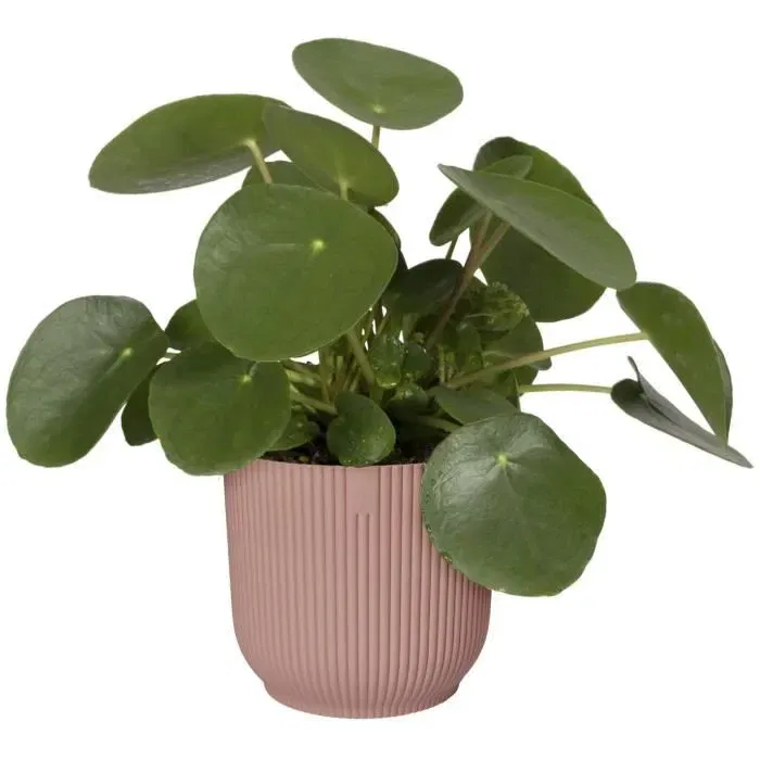 Elho Pot de Fleurs Rond VIBES en Plastique, Diamètre 25 cm x Hauteur 23 cm, Rose Poudré, pour Plantes d'Intérieur Elho Pot de Fleurs Rond VIBES en Plastique, Diamètre 25 cm x Hauteur 23 cm, Rose Poudré, pour Plantes d'Intérieur
