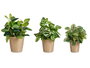 Ibergarden Set de 3 pots coniques en céramique beige 11 cm, 14 cm, 17 cm (Set de 6)