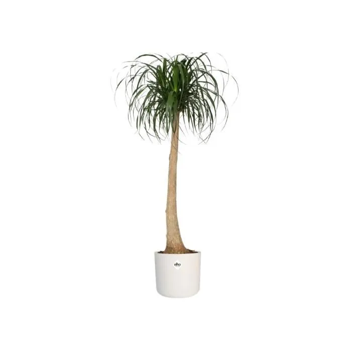 ELHO Pot de fleurs intérieur rond B.for Soft 35, Ø 35 x H 32 cm, étanche, 100% recyclé, Blanc ELHO Pot de fleurs intérieur rond B.for Soft 35, Ø 35 x H 32 cm, étanche, 100% recyclé, Blanc