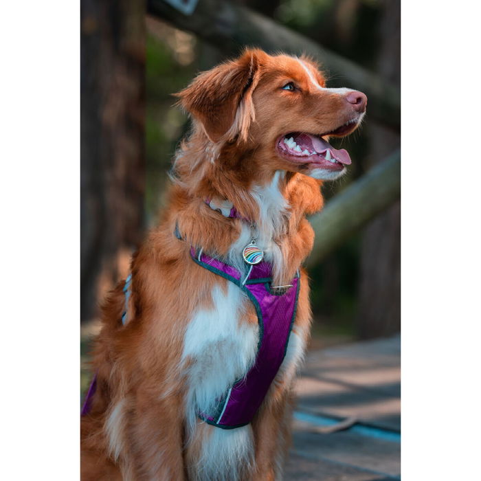 Harnais pour Chien Red Dingo Dingo Violet L 47-73 cm 56-80 cm