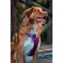Harnais pour Chien Red Dingo Dingo Violet L 47-73 cm 56-80 cm