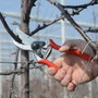 Felco 2 Classic Sécateur de jardinage professionnel bypass