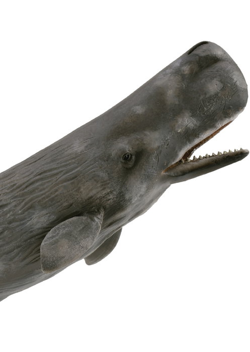 Collecta Figurine Cachalote XL - Modèle 88835 - Animal Marin Préhistorique avec Détails Réalistes - Version Améliorée