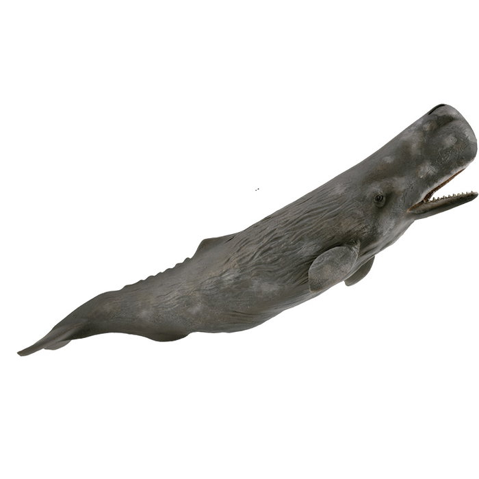 Collecta Figurine Cachalote XL - Modèle 88835 - Animal Marin Préhistorique avec Détails Réalistes - Version Améliorée