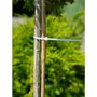 Nature Collier de Tuteurage Permanent Type Colson - Lot de 25 pièces - 15 cm - Transparent - Pour plantes et brise-vue