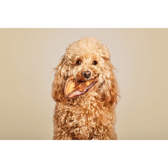 Snack pour chiens Snackys Cochon Oreille 10 Unités