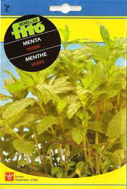 Semillas Fito Aromaticas Menta Verde - Boîte de 10 Semillas Fito Aromaticas Menta Verde - Boîte de 10