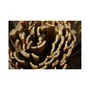 Nature Canisse en Bambou Fendu 3 x 1 m