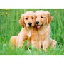 Ravensburger Puzzle 500 Pièces - Les Frères Golden Retriever (Collection Bébés Animaux) - Dès 12 Ans - Réf. 12001902
