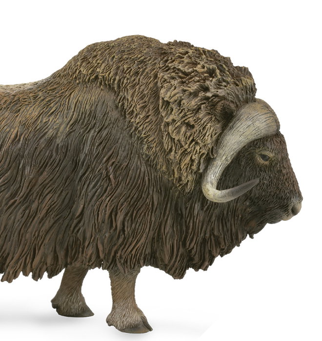 Collecta Figurine Animal Bœuf Musqué Grand Modèle 88837 pour Enfant 3 Ans et Plus, en Français