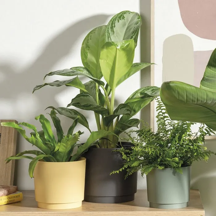 Deroma Pot de Fleurs Rond 236, 13 L, 29 cm de Diamètre, Vert - Design Élégant et Contemporain pour Intérieur et Extérieur Deroma Pot de Fleurs Rond 236, 13 L, 29 cm de Diamètre, Vert - Design Élégant et Contemporain pour Intérieur et Extérieur