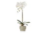 Ibergarden Orquidea Maceta Cemento Blanca 1 Vara 18x43x18 cm Pot Plastique Métal Pierre Blanc (Set de 8)