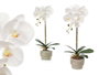 Ibergarden Orquidea Maceta Cemento Blanca 1 Vara 18x43x18 cm Pot Plastique Métal Pierre Blanc (Set de 8)