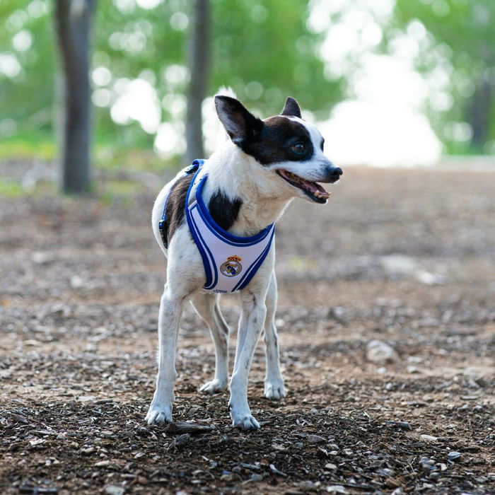 Harnais pour Chien Real Madrid C.F. Bleu