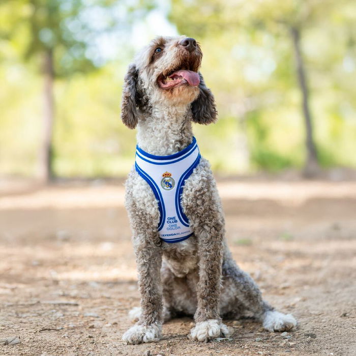 Harnais pour Chien Real Madrid C.F. Bleu