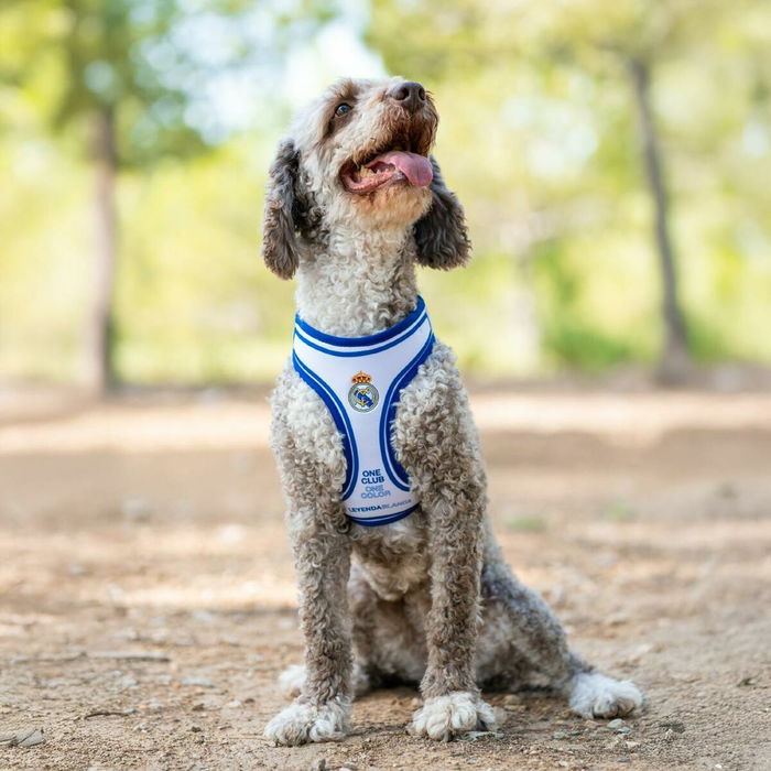 Harnais pour Chien Real Madrid C.F. Bleu