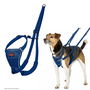 Harnais pour Chien Company of Animals Blue 20