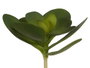 Ibergarden Plante à Feuilles Rondes 18x23x18 cm Plastique Vert (Set de 18)