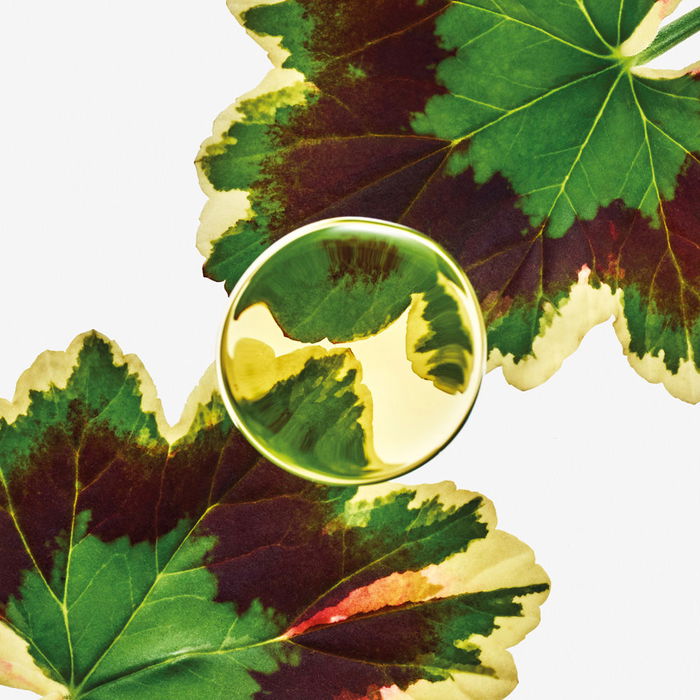 Loewe Essence Elixir Eau de Parfum Vapo 50 ml Amaderada