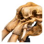 Le Seigneur des Anneaux statuette Skull of a Mumak 15 cm